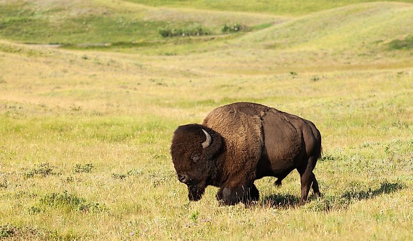 Plains Bison, Waterton Lakes NP, Alberta Canada.