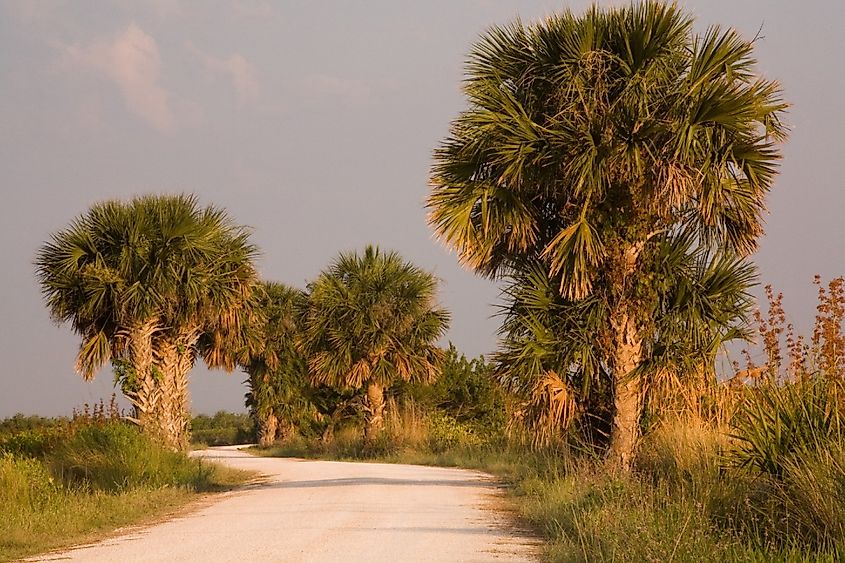 Black Point Wildlife Drive with palm trees lining the road