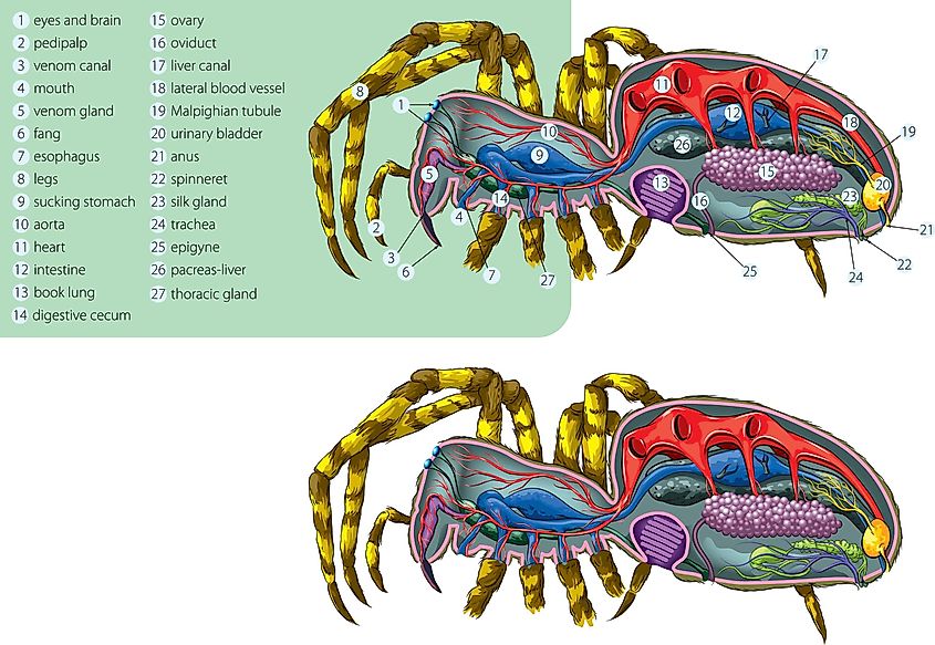 The simplified internal anatomy of the spider