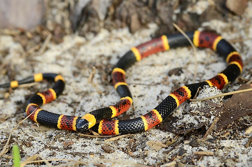 Eastern coral snake (Micrurus fulvius).