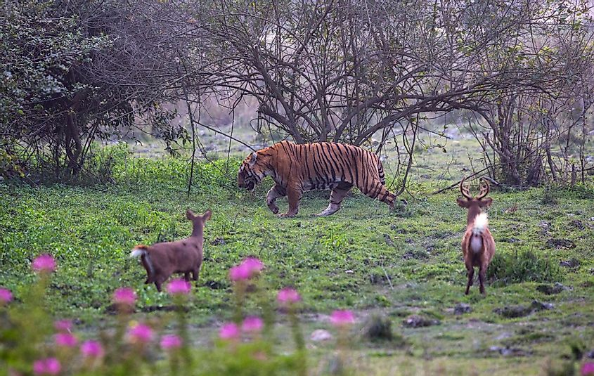 Bengal tiger Kaziranga National Park