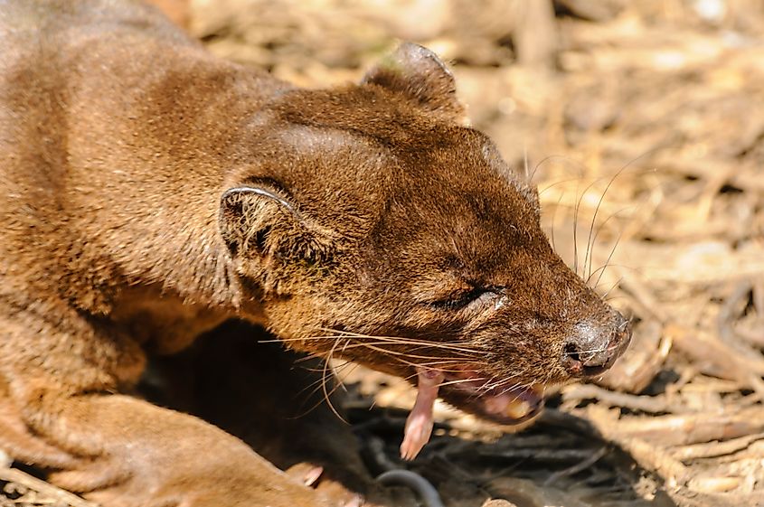 A fossa feeding on a prey.
