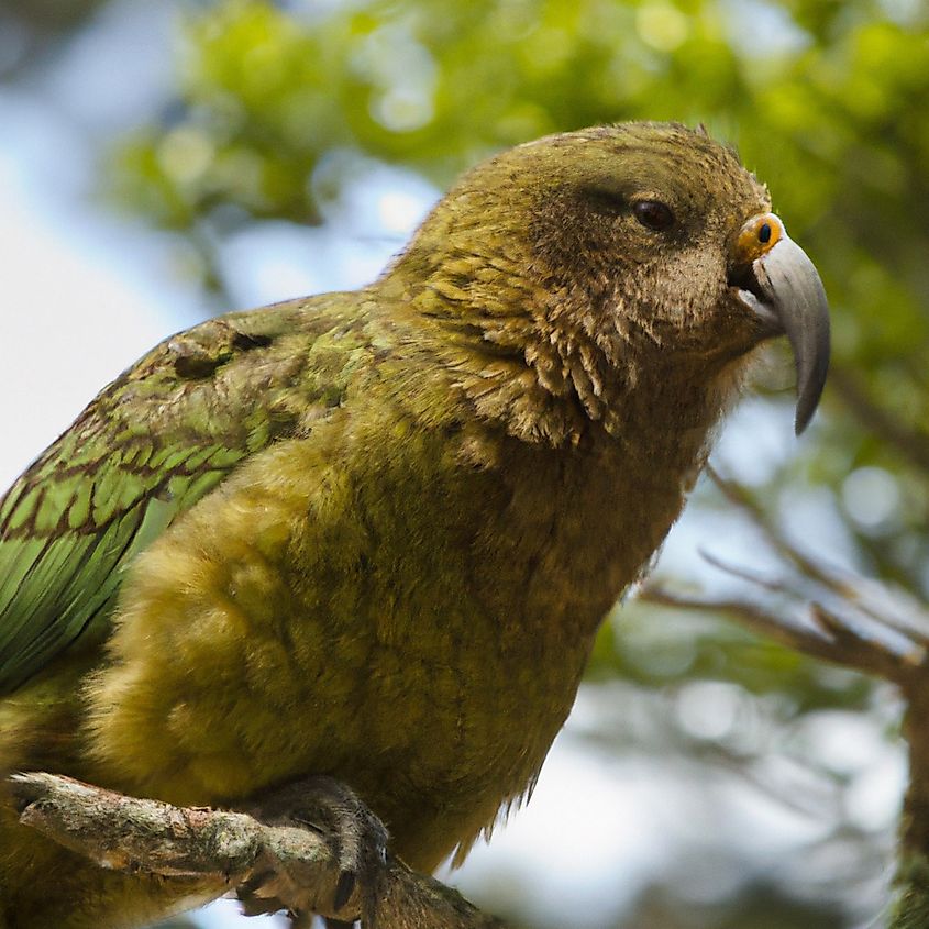 The endemic kakapo of New Zealand.