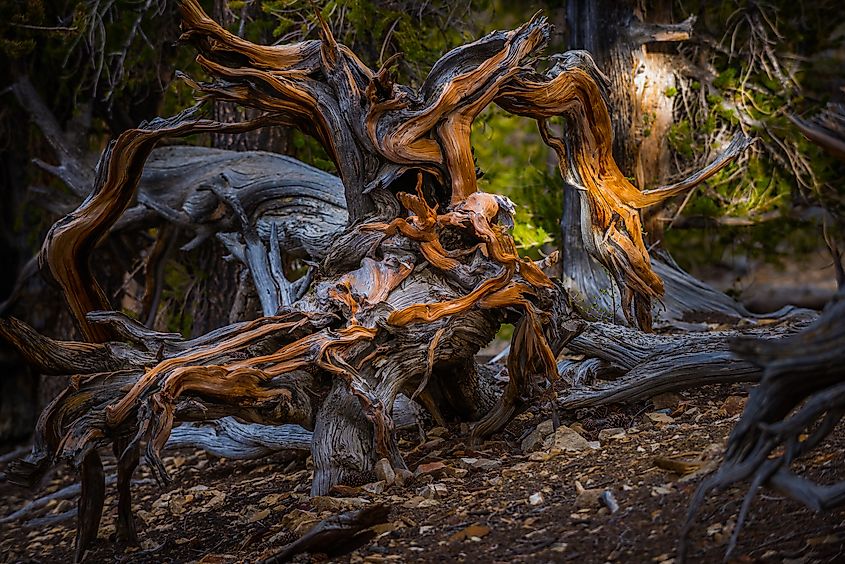 Bristlecone Pine, Inyo National Forest, White Mountains