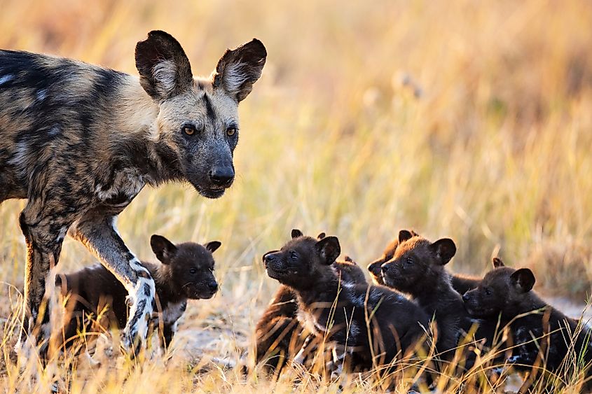 An African wild dog mother and pups.