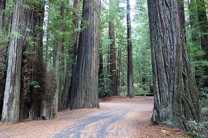 Humboldt Redwoods State Park, southern Humboldt County, California