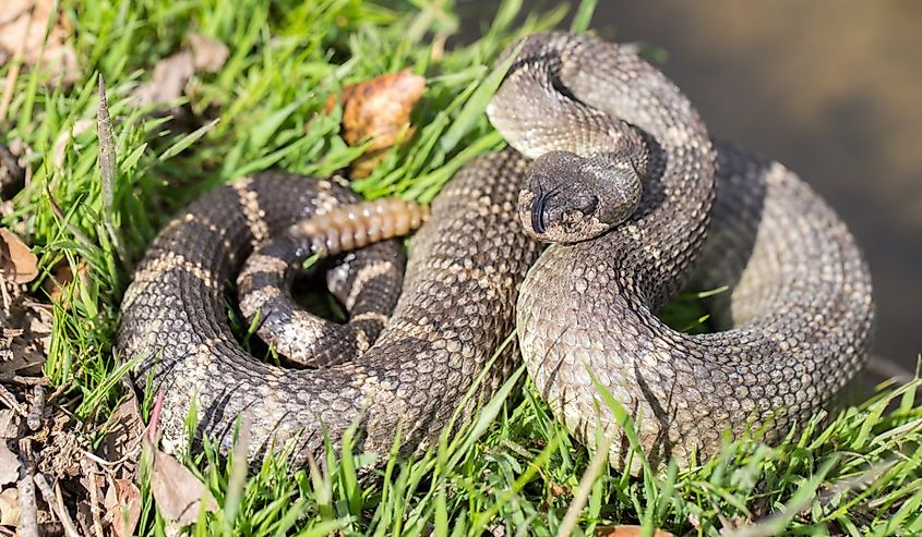 Angry Northern Pacific Rattlesnake in defensive posture. Santa Clara County, California.