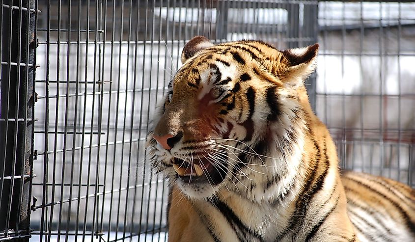 Tigers behind the fences at Turpentine Creek Wildlife Refuge in Arkansas