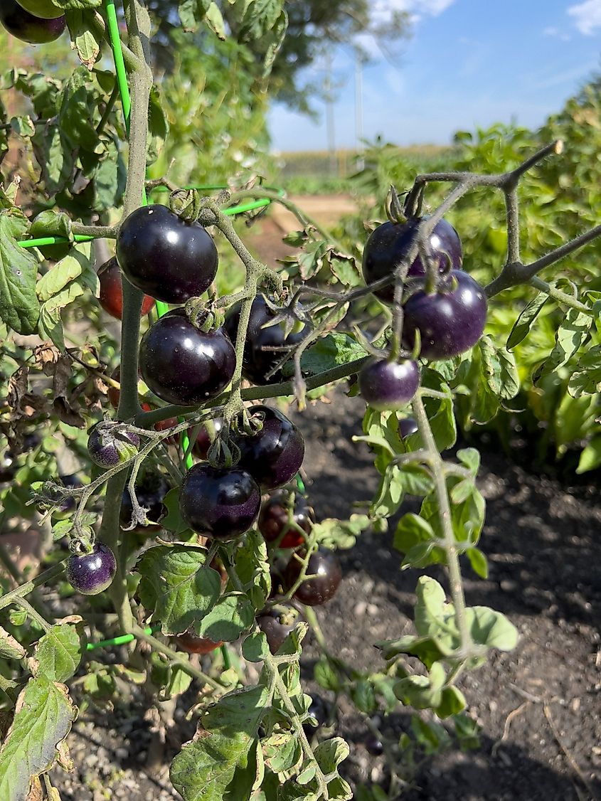 Purple tomatoes are ready for harvest. Indiana.