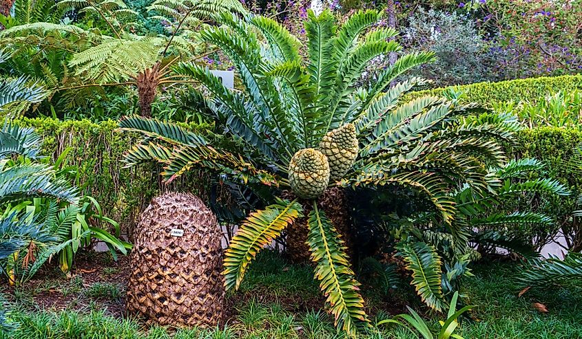 Monte Palace tropical garden in Funchal, cycads from the genus Encephalartos.