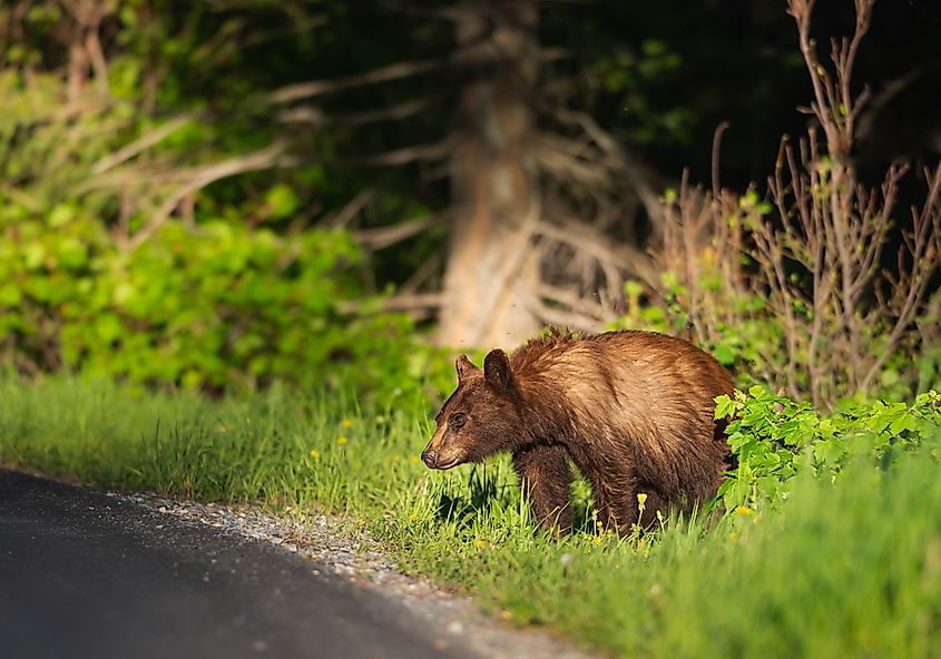 A brown bear near the road in Glacier National Park, Montana