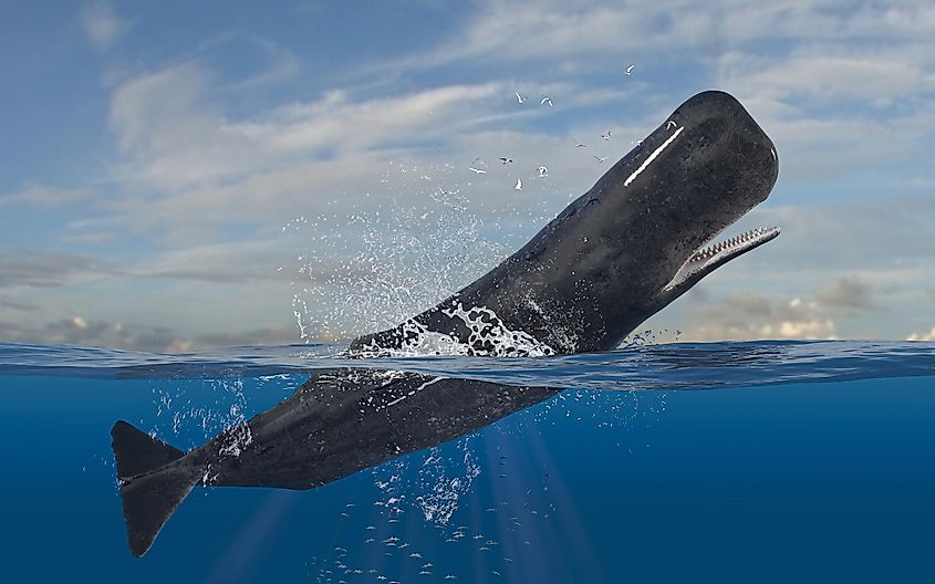 Sperm Whale, a Type of Whale that Usually Migrates Through the Saragasso Sea is Co Leaping from the Water, 