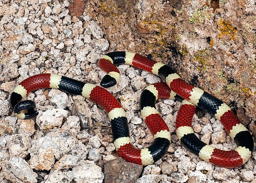 Arizona coral snake