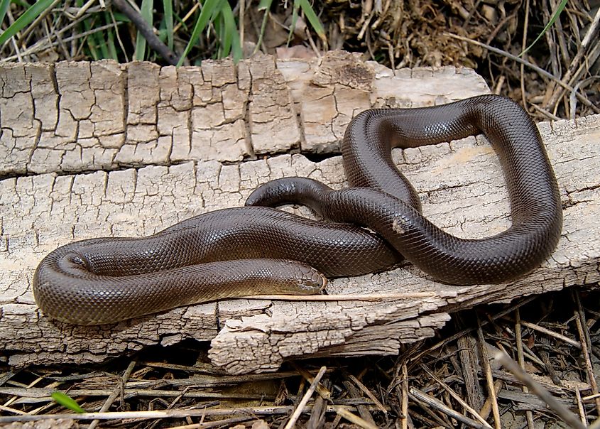 Rubber Boa (snake).