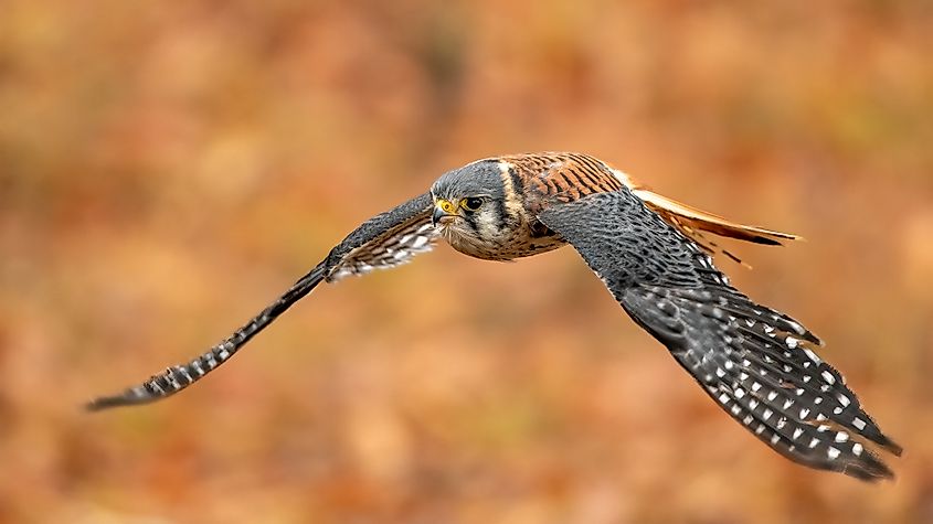 American kestrel (Falco sparverius) in flight.