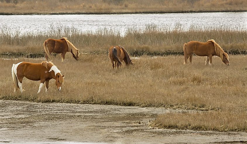 Wild ponies (horses) grazing on marsh vegetation in late winter at Assateague Island National Seashore on the Atlantic Ocean in Berlin, Maryland.