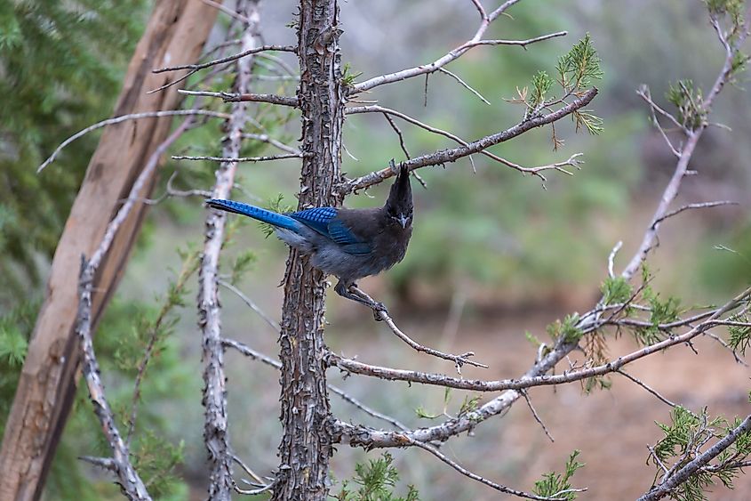Steller's Jay. Bryce Canyon National Park, Utah.