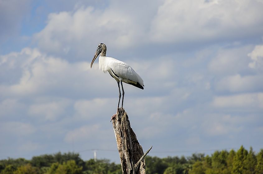 A closeup of a wood stork perched on the dried tree trunk.