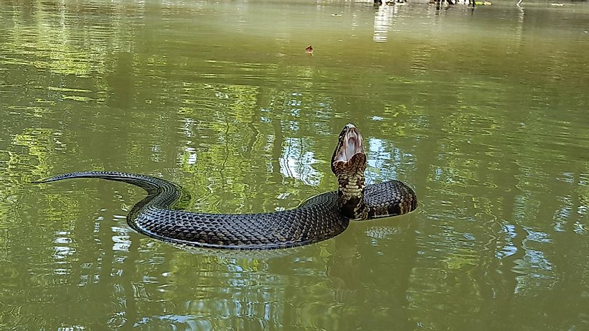 Water moccasin floating on water.
