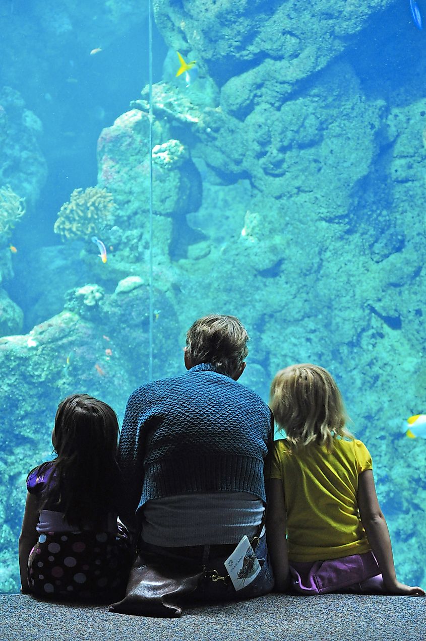 The Steinhart Aquarium at the California Academy of Sciences in San Francisco. Editorial credit: Naeblys / Shutterstock.com