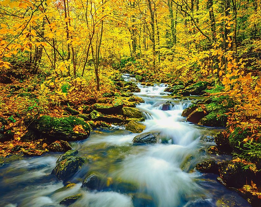 Autumn colors Underhill State Park Green Mountains, Vermont