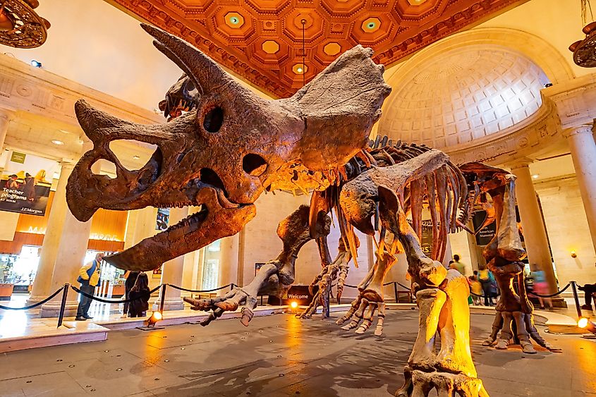Dinosaur fossil bone display in the Natural History Museum of Los Angeles, California