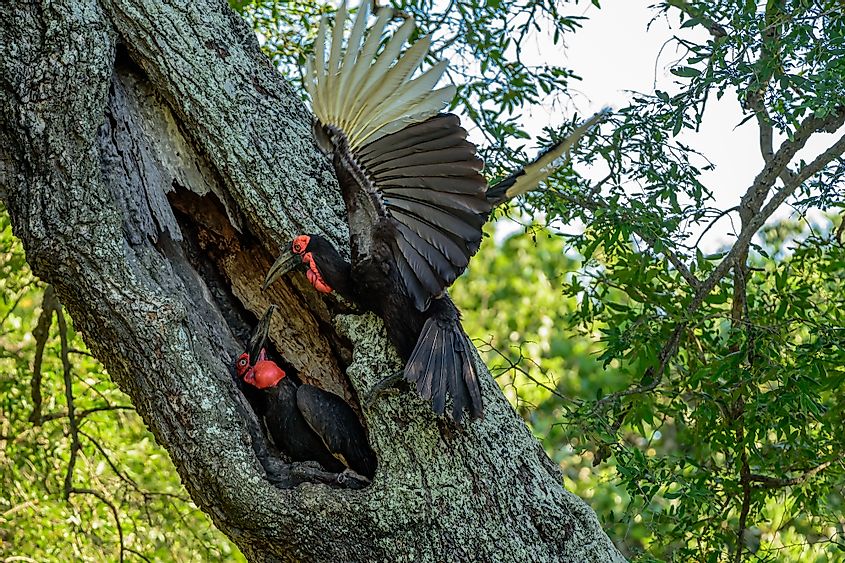 Southern ground hornbill nest