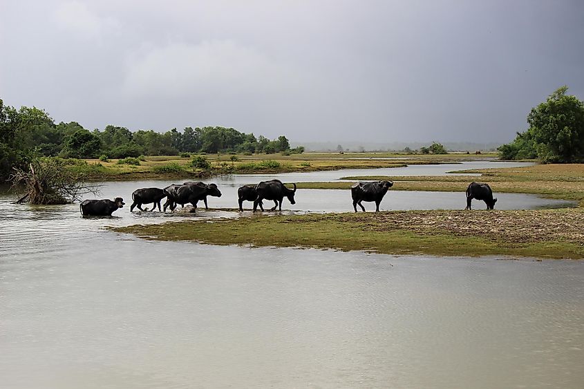 A herd of water buffaloes in the Marajo Island.