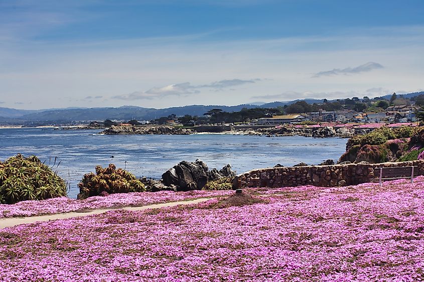 Bright pink ice plant "carpet" on the Pacific Grove, CA coastline.