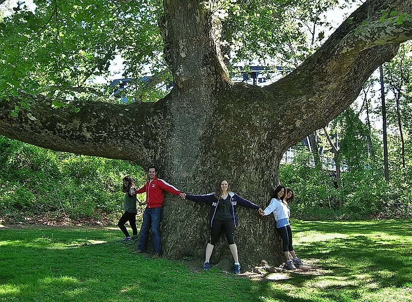 Sycamore Tree in Simsbury, Connecticut.