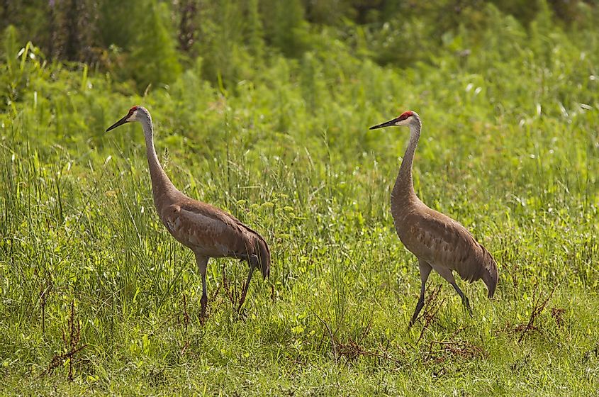 Sandhill cranes near the St. Johns River in Florida