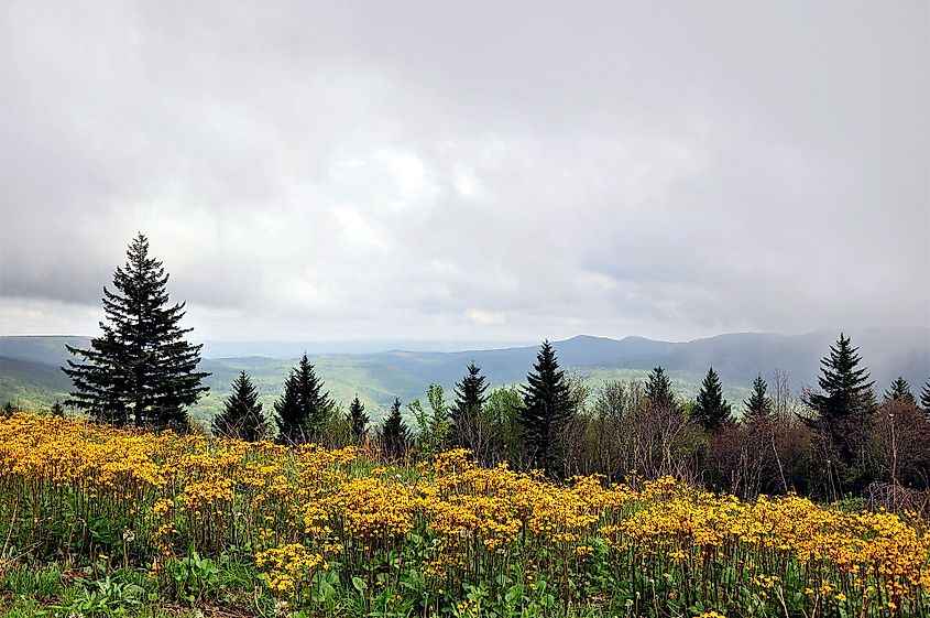 Ragwort blooms along the Highland Scenic Highway in the Monongahela National Forest of West Virginia.