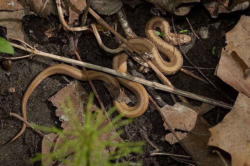 De Kay's brown snake