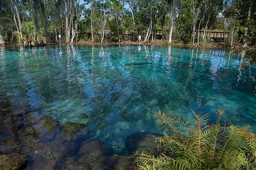 Three Sisters Springs, Crystal River, Florida