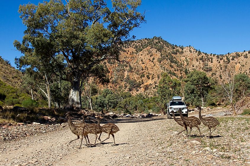 Emus crossing road in the Flinders Ranges South Australia