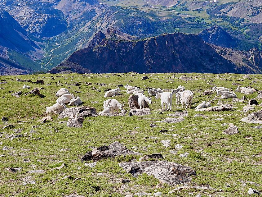 Flock of wild goats on Beartooth Pass, Wyoming.