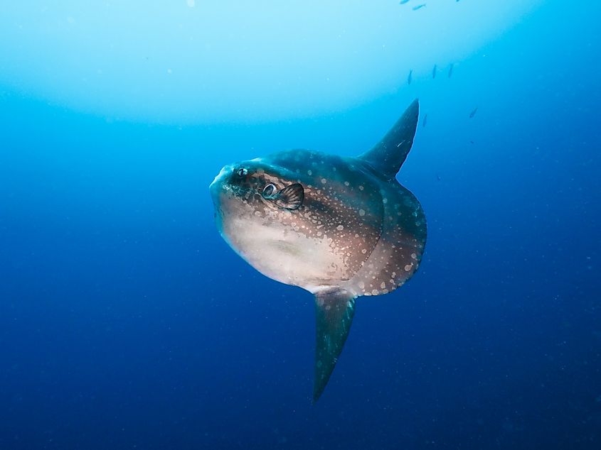 Hoodwinker sunfish in blue water.