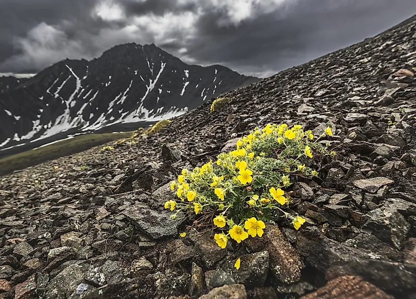 Wildflowers growing in the Kluane National park