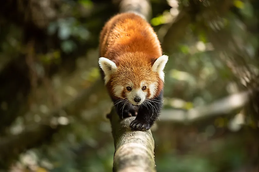 red panda