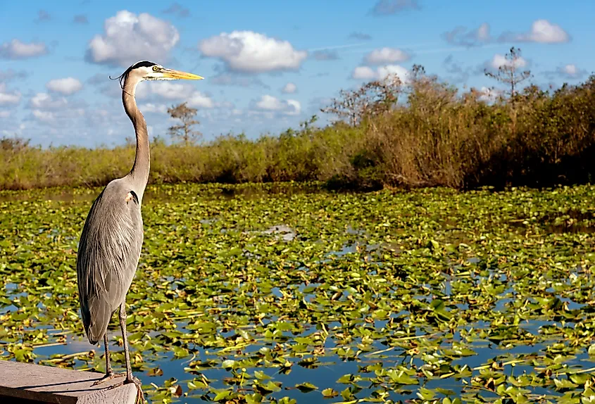Sawgrass marsh and open water in Everglades National Park, Florida.