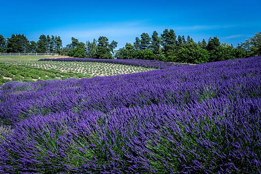 Lavender fields on rolling hills bring bright colors to the city of Sequim, Washington
