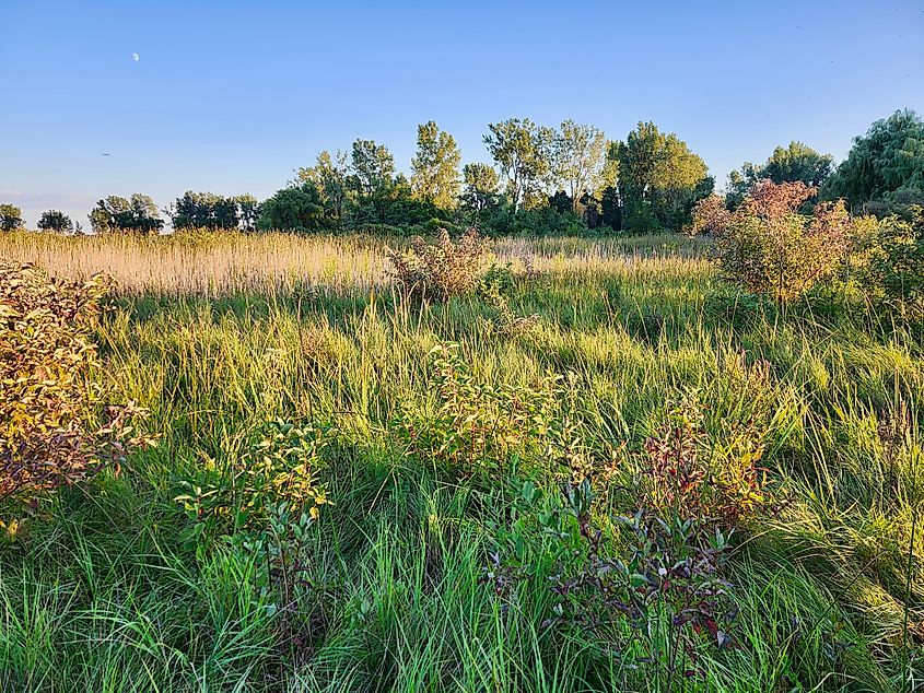 Meadow landscape at Long Point Provincial Park. 