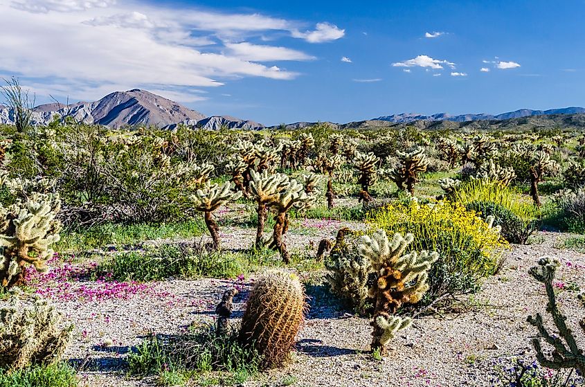 Wildflowers at Anza-Borrego Desert State Park, Southern California.