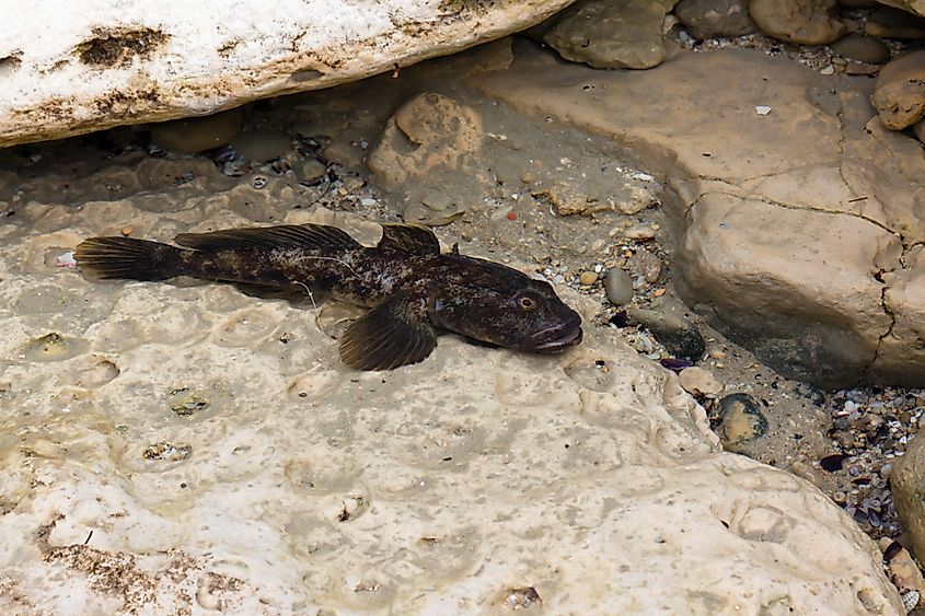 Round goby near water in a dry area.