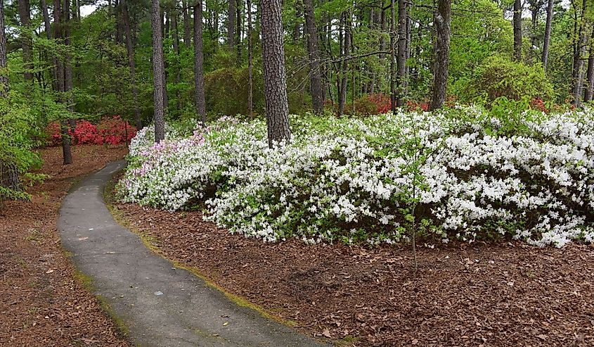 White flowers blooming at Arkansas Arboretum Curving Pathway
