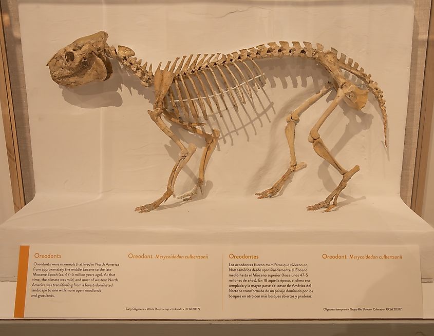 Fossilized skeleton of an Oreodont Merycoidodon culbersonii