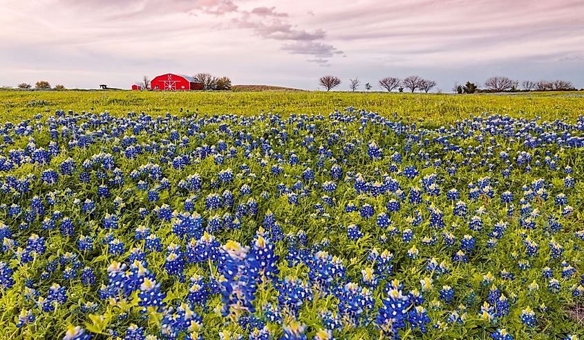 Bluebonnet flowers and red barn in Washington County - Chappell Hill - Brenham - Texas