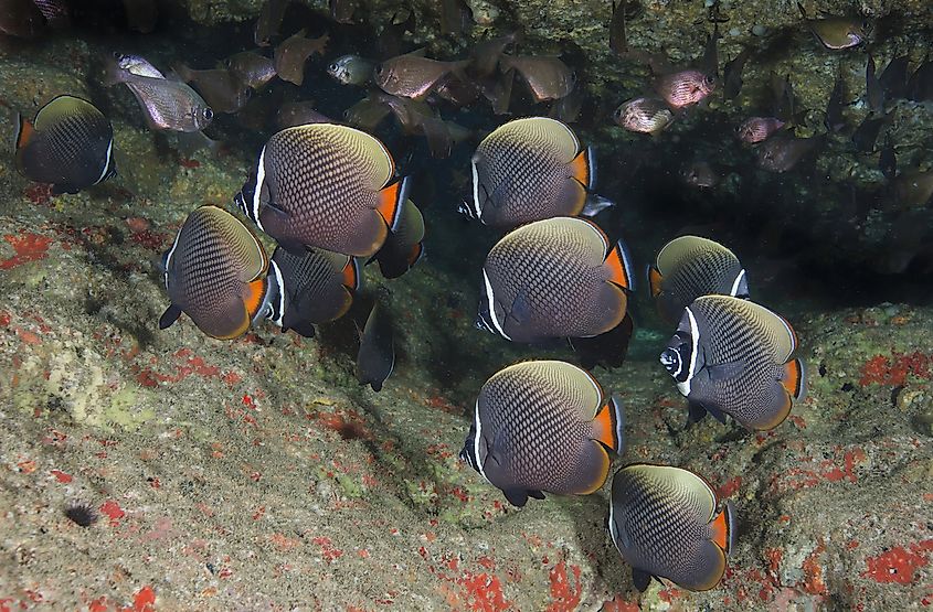 Importance of coral reef