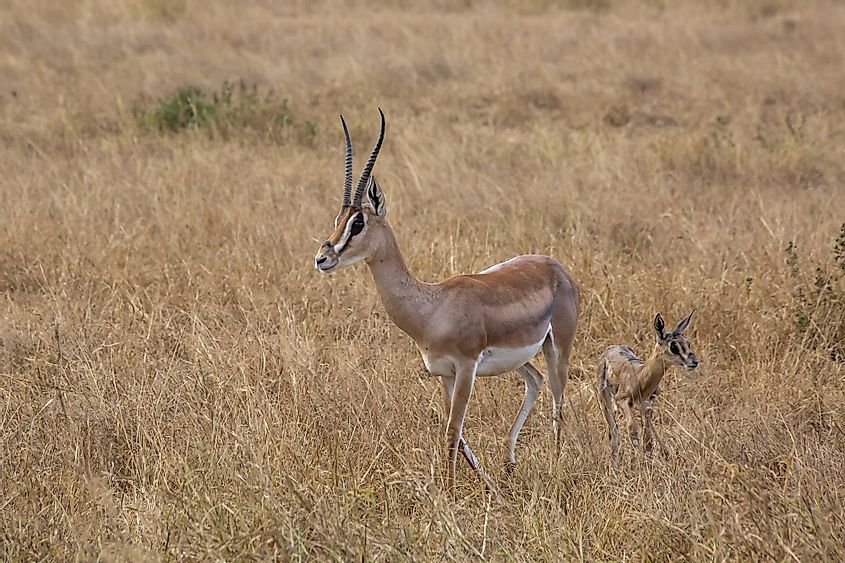 Gazaelle in Masai Mara