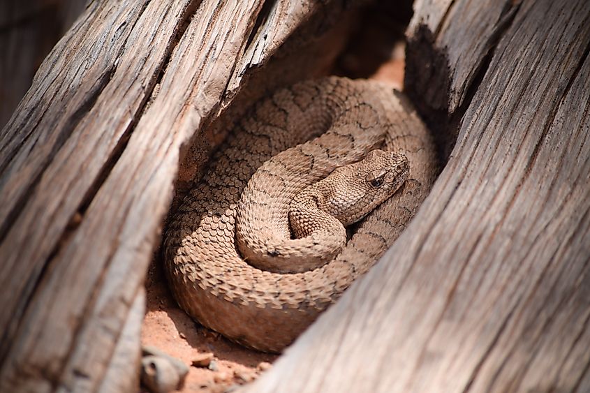 Faded rattlesnake hiding in a hollow downed tree.